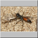 Arachnospila anceps - Wegwespe w004d 7-8mm mit Spinne - OS-Wallenhorst-Sandgrube-det.jpg